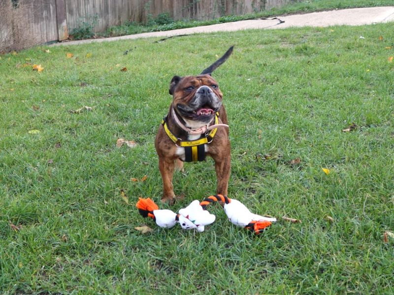 Coco | Bulldog | Harefield West London - 3