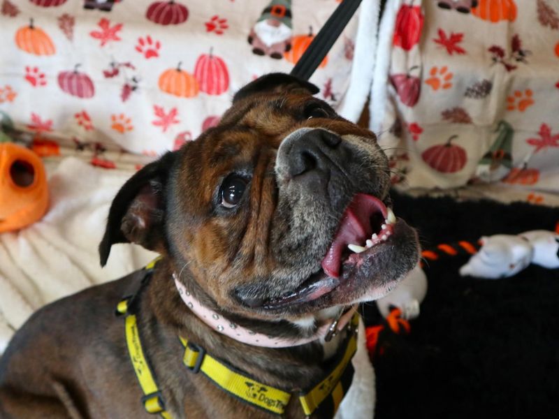 Coco | Bulldog | Harefield West London - 1
