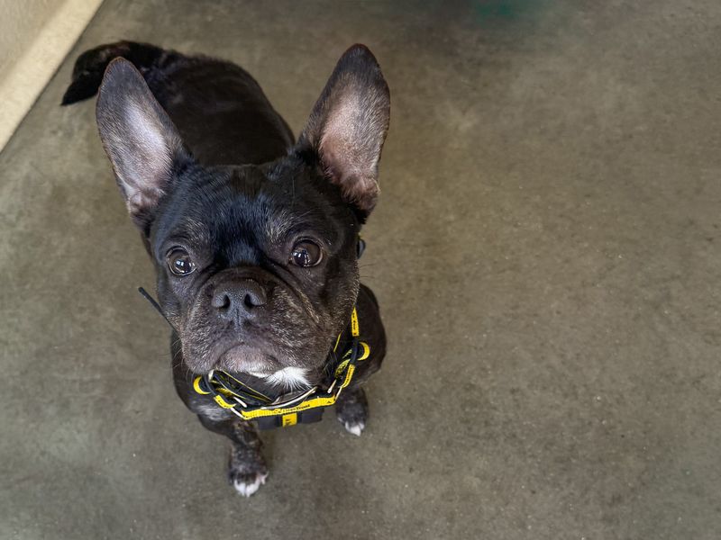 French Bulldog Dogs And Puppies For Adoption