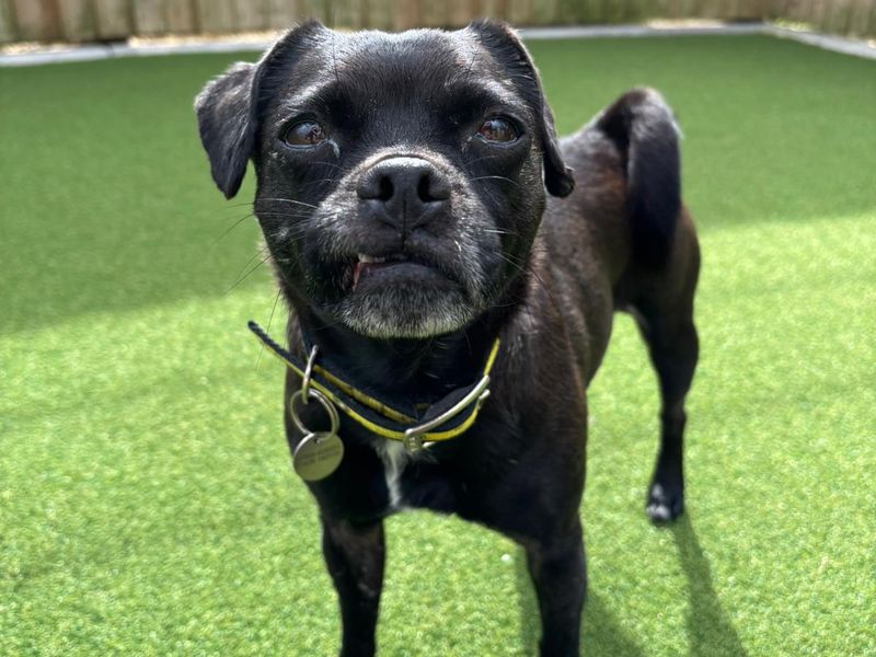 Pug Dogs And Puppies For Adoption