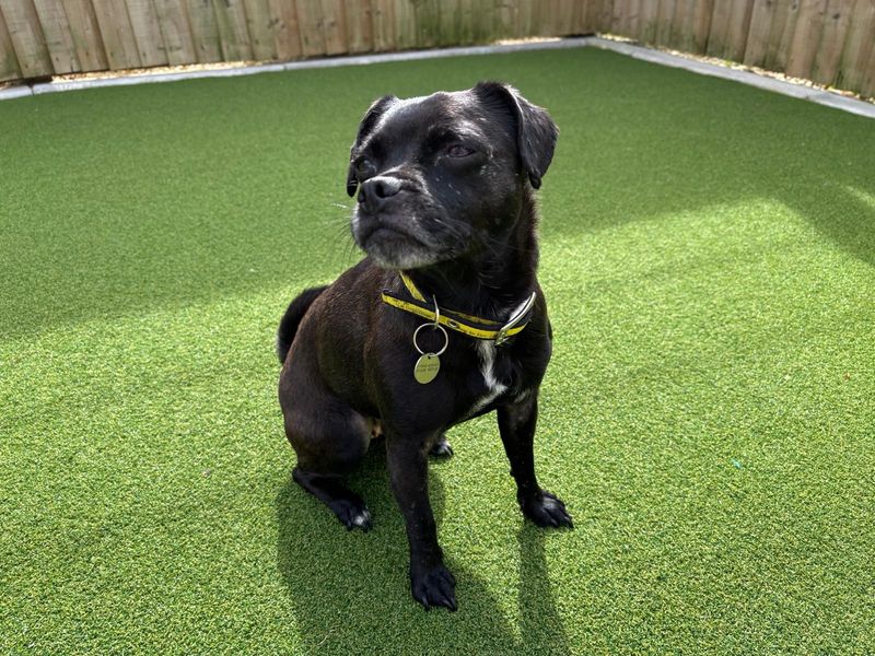Bella | Pug Cross | Salisbury (Wiltshire) - 1