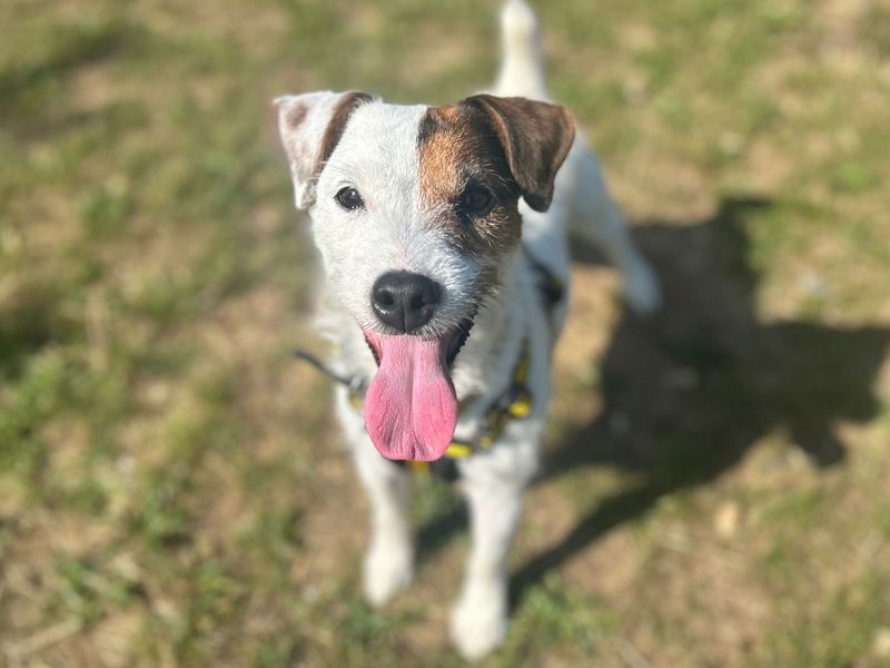 undefined | Terrier (Jack Russell) | undefined - 3