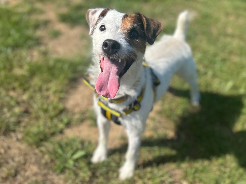 undefined | Terrier (Jack Russell) | undefined - 4