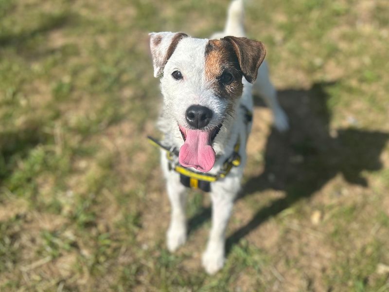undefined | Terrier (Jack Russell) | undefined - 2