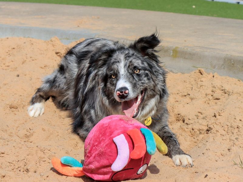 Mojo | Collie (Border) | Evesham (Worcestershire) - 1