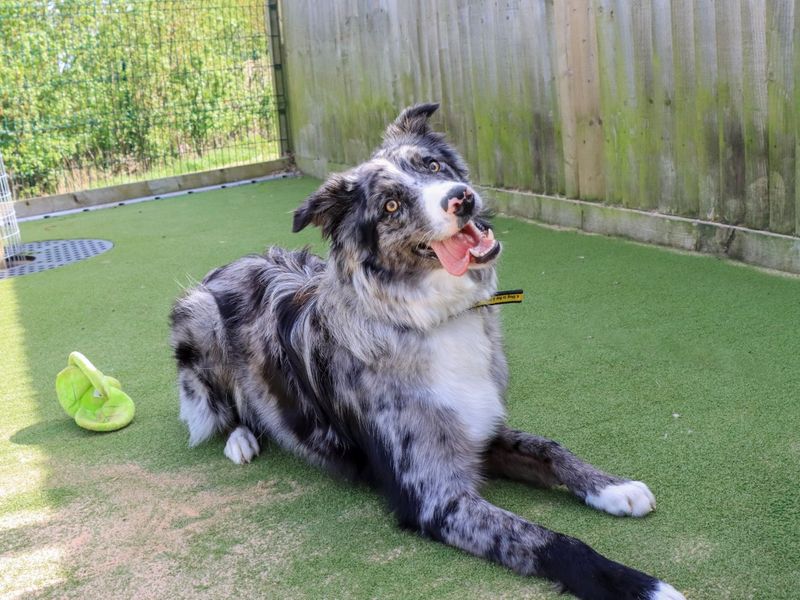 undefined | Collie (Border) | undefined - 6