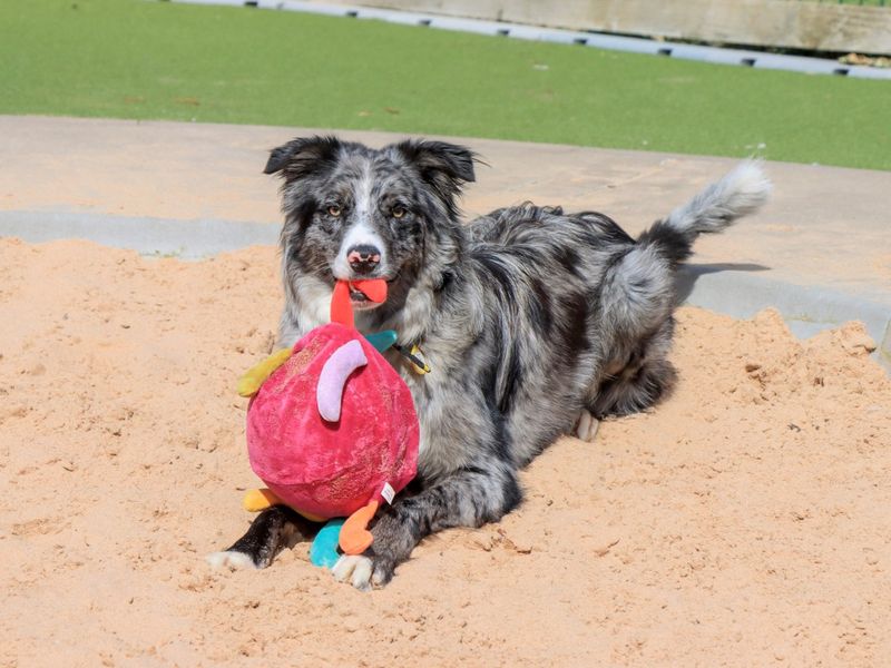 undefined | Collie (Border) | undefined - 8