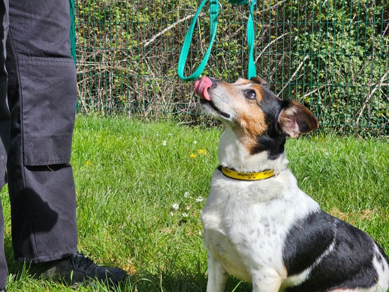 Jack Russell Terrier Dogs And Puppies For Adoption