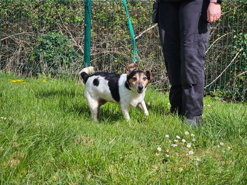 Gizmo - Image 3 of 4