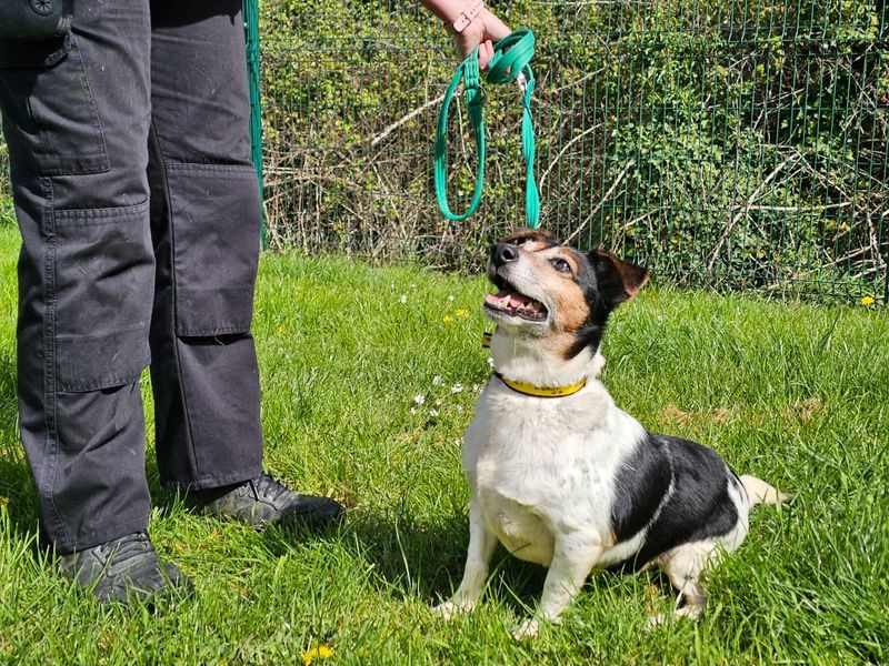 Gizmo - Image 4 of 4