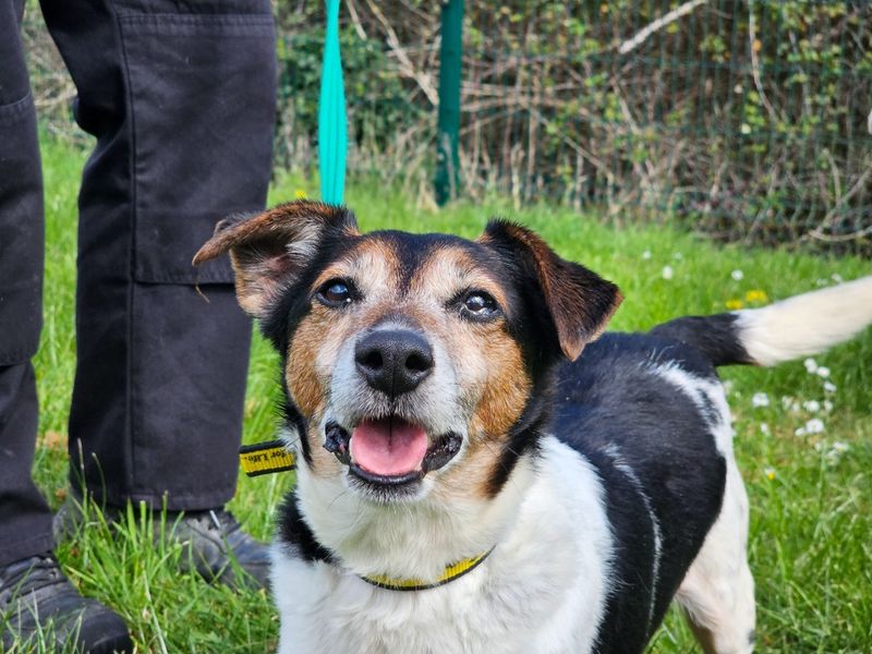 Gizmo - Image 2 of 4