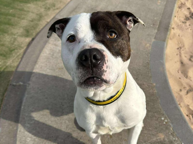 Tyson - Image 3 of 4