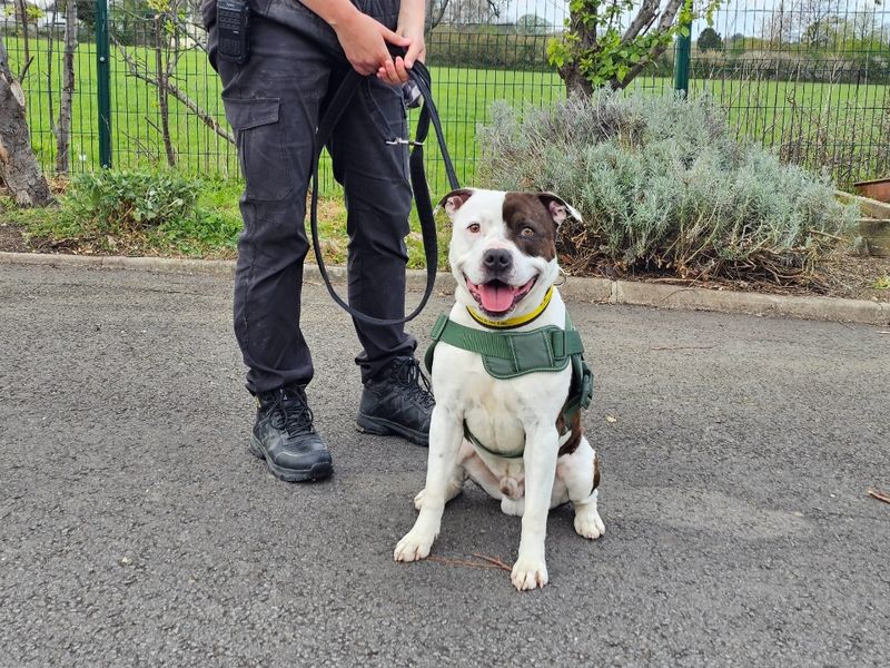 Tyson - Image 2 of 4