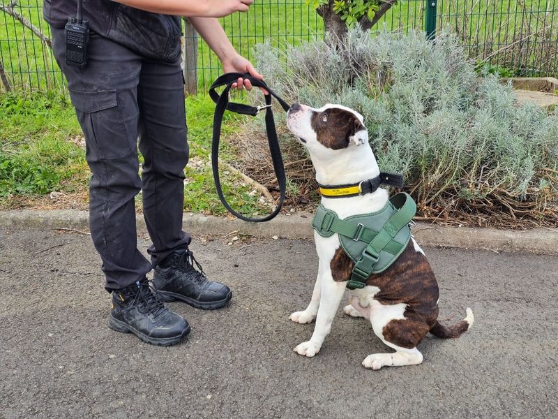 Tyson - Image 4 of 4