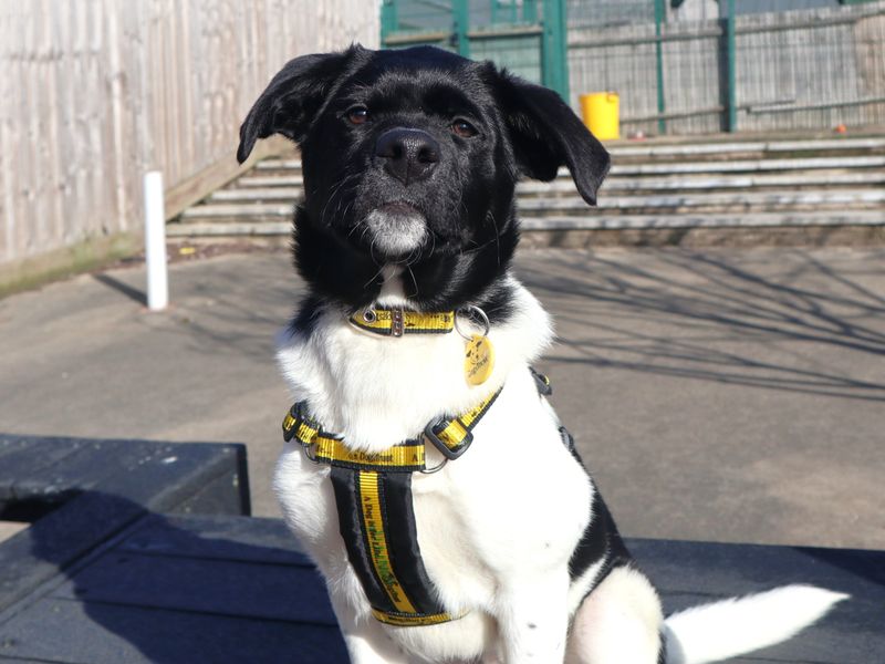 Bonnie | Retriever (Labrador) Cross | Harefield West London - 1