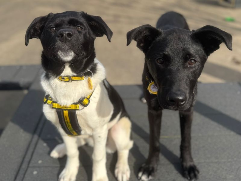 Lady | Retriever (Labrador) Cross | Harefield West London - 1