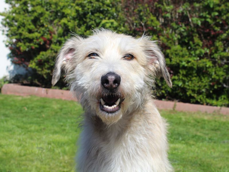 Gladys | Lurcher | Darlington - 1