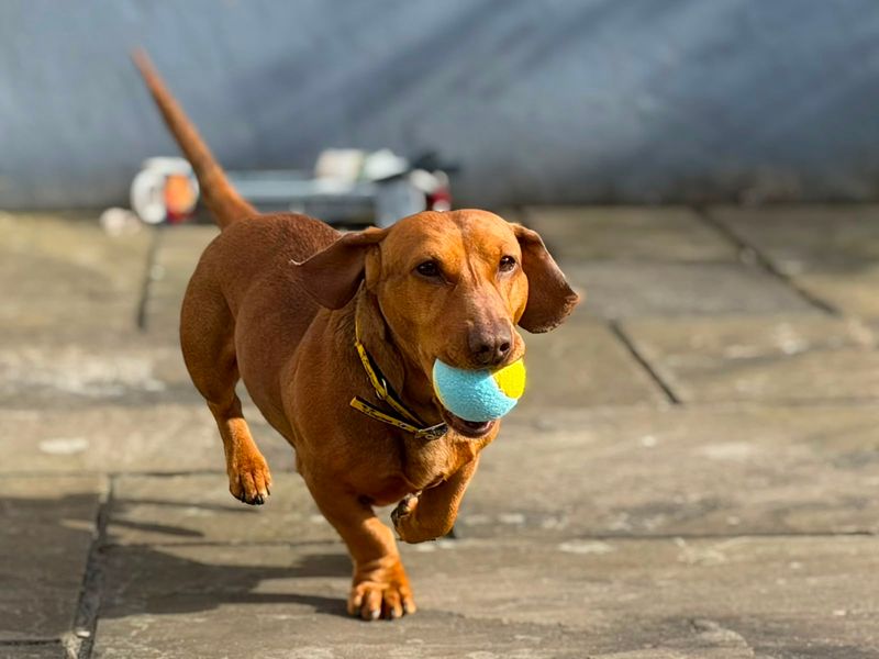 undefined | Dachshund (Miniature Smooth Haired) | undefined - 3