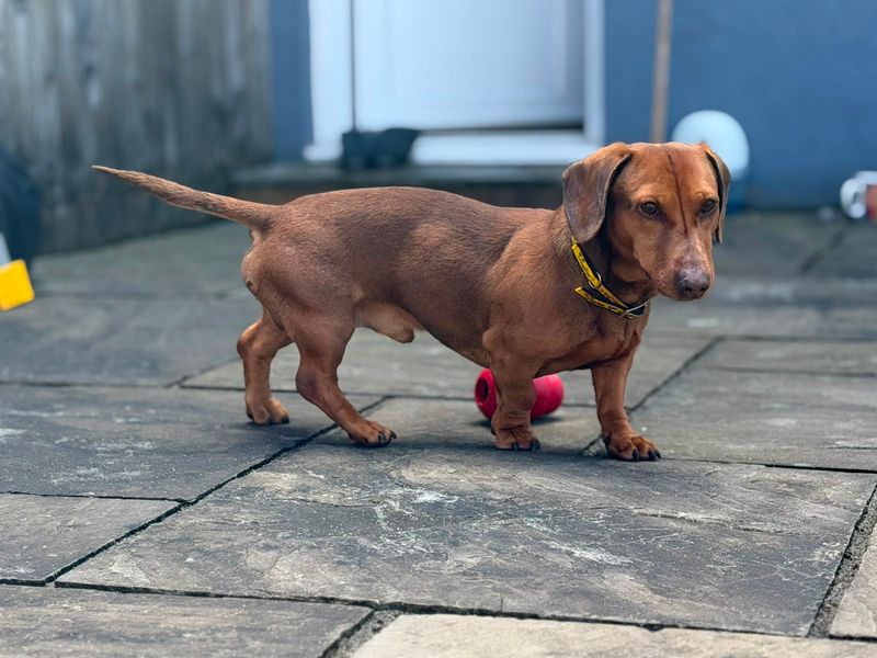 undefined | Dachshund (Miniature Smooth Haired) | undefined - 4