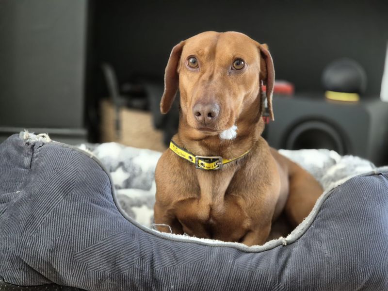 undefined | Dachshund (Miniature Smooth Haired) | undefined - 2