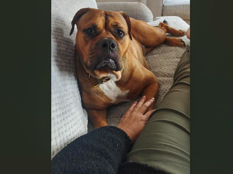 Red | Bullmastiff Cross | Basildon (Essex) - 2