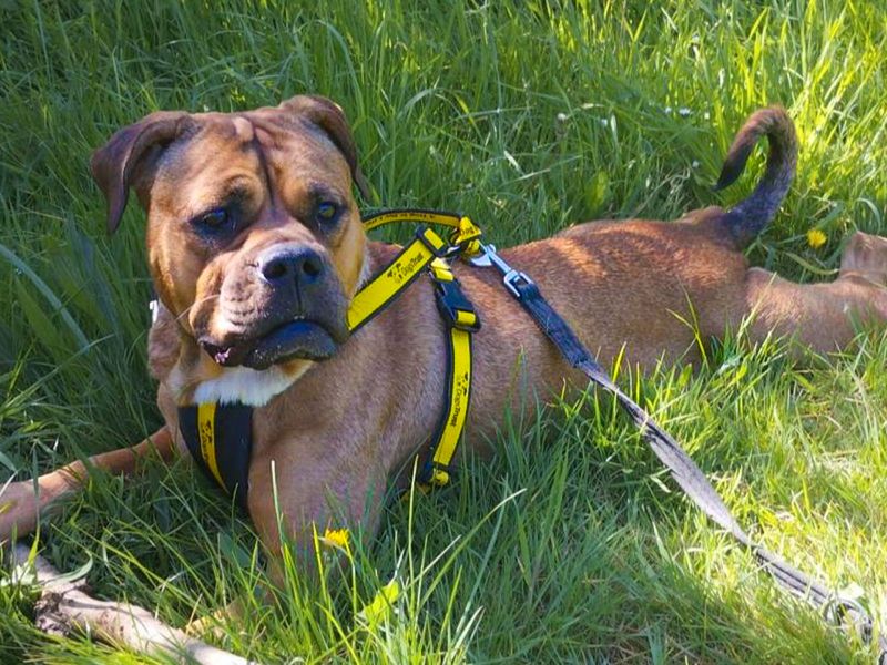 Red | Bullmastiff Cross | Basildon (Essex) - 4