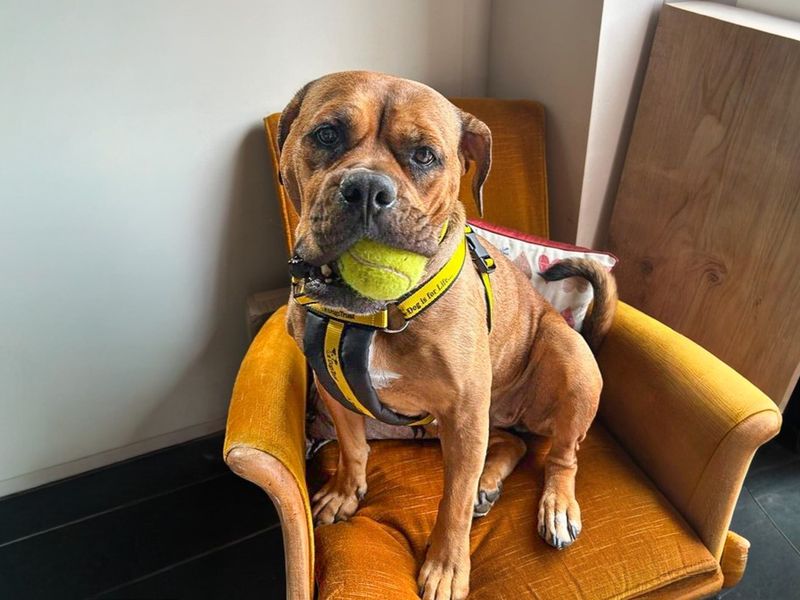 Red | Bullmastiff Cross | Basildon (Essex) - 5