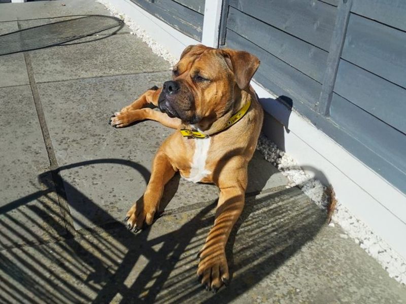 Red | Bullmastiff Cross | Basildon (Essex) - 1