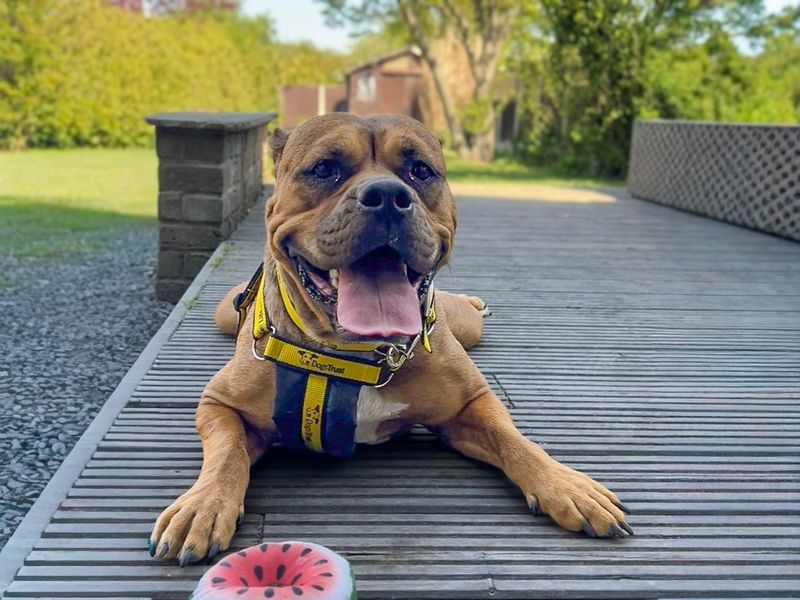 Red | Bullmastiff Cross | Basildon (Essex) - 1