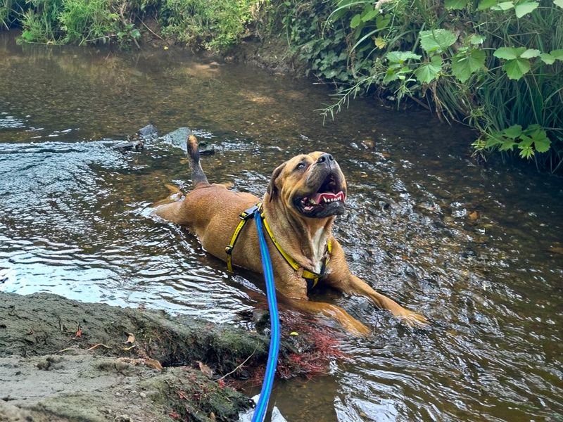 Red | Bullmastiff Cross | Basildon (Essex) - 3