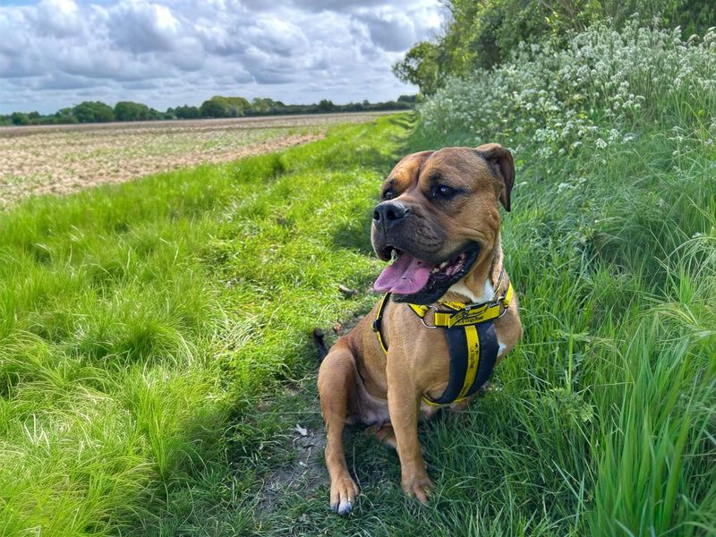Red | Bullmastiff Cross | Basildon (Essex) - 4