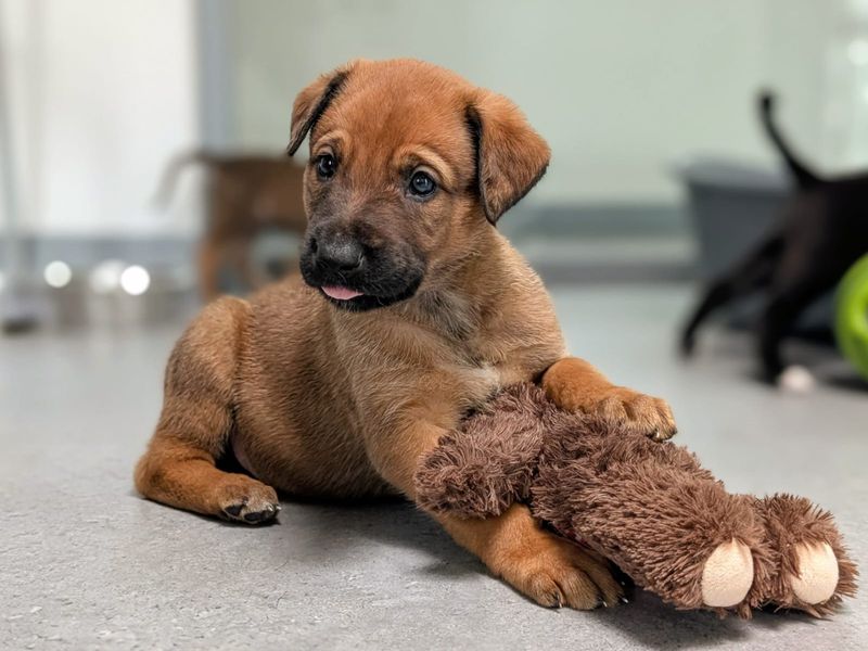 Border Collie Dogs And Puppies For Adoption