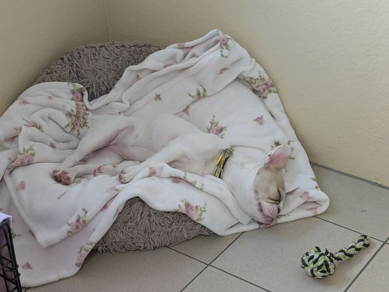 Maple | French Bulldog | Evesham (Worcestershire) - 1