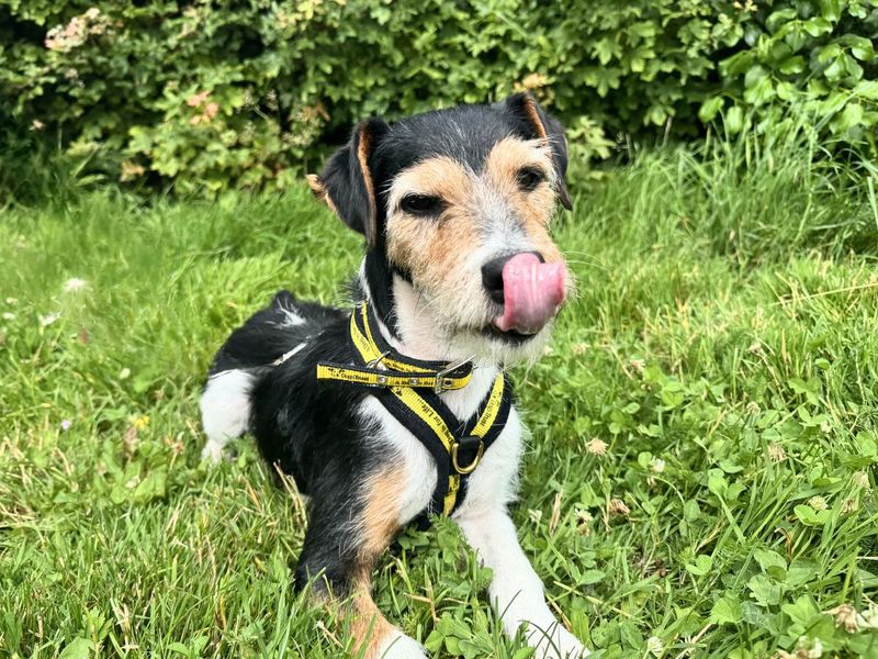 undefined | Terrier (Jack Russell) | undefined - 4