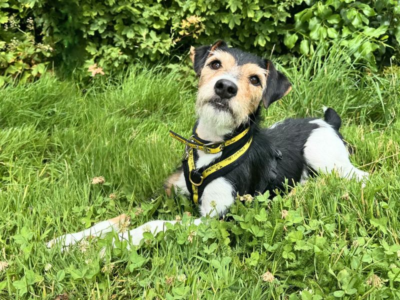 undefined | Terrier (Jack Russell) | undefined - 7