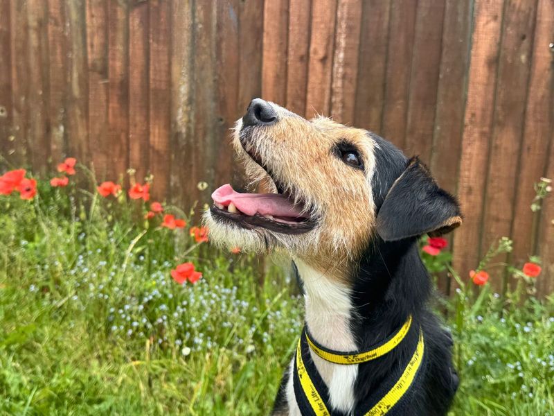 undefined | Terrier (Jack Russell) | undefined - 2