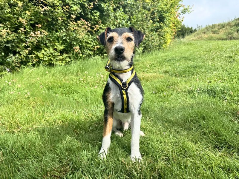 undefined | Terrier (Jack Russell) | undefined - 8