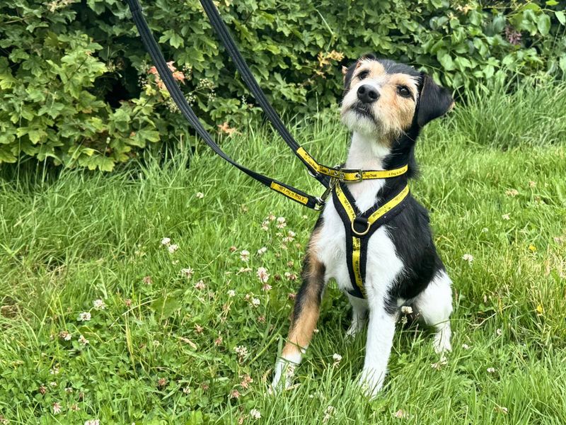 undefined | Terrier (Jack Russell) | undefined - 11