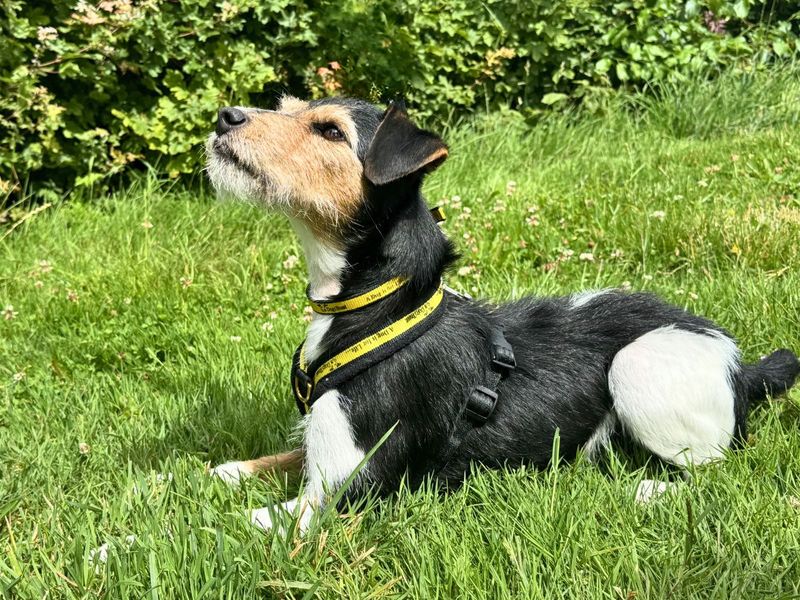 undefined | Terrier (Jack Russell) | undefined - 9
