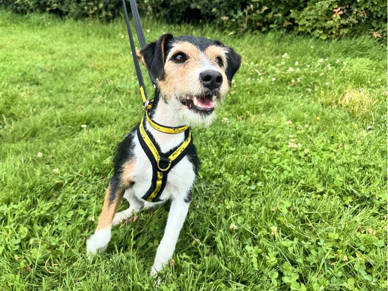 undefined | Terrier (Jack Russell) | undefined - 1