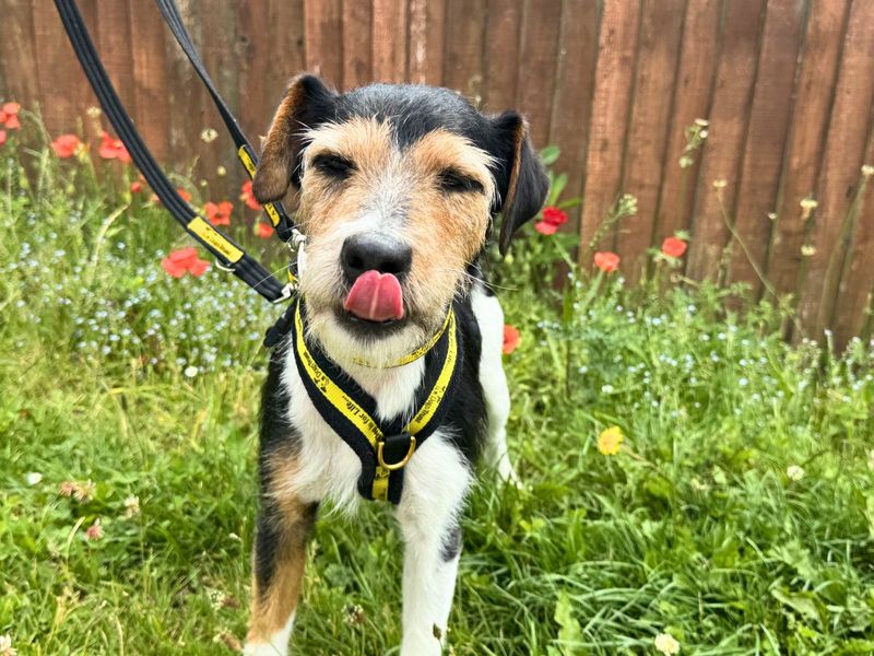 undefined | Terrier (Jack Russell) | undefined - 10