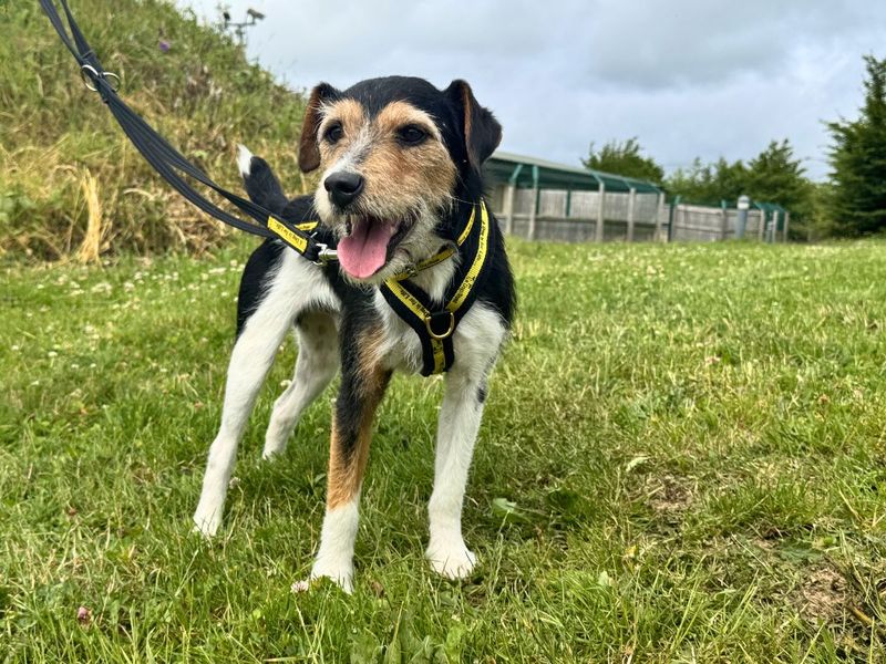 undefined | Terrier (Jack Russell) | undefined - 5