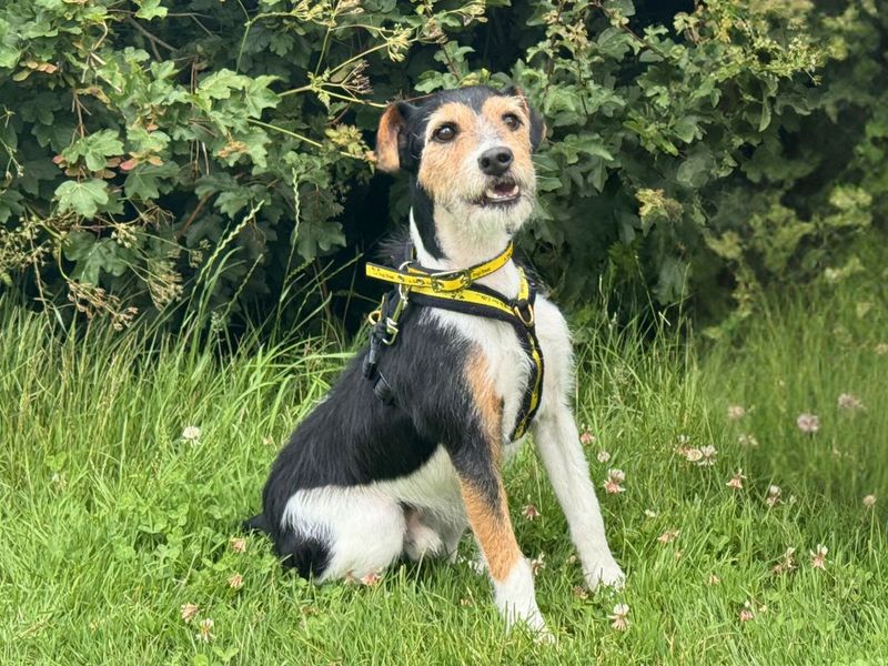 undefined | Terrier (Jack Russell) | undefined - 3