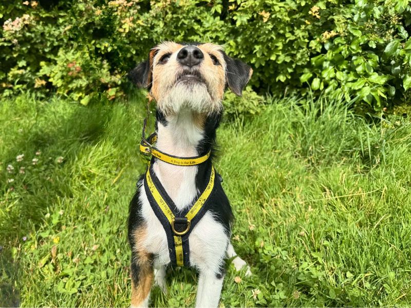 undefined | Terrier (Jack Russell) | undefined - 6