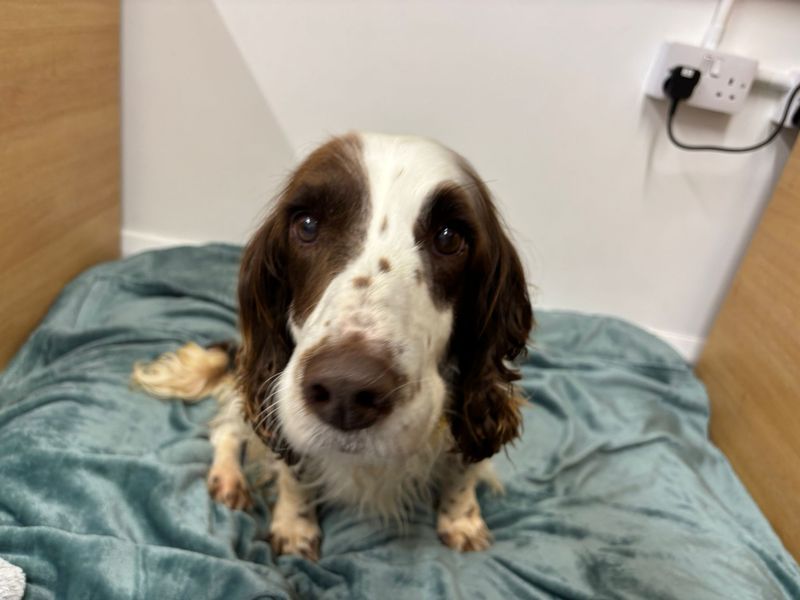 undefined | Spaniel (English Springer) | undefined - 4