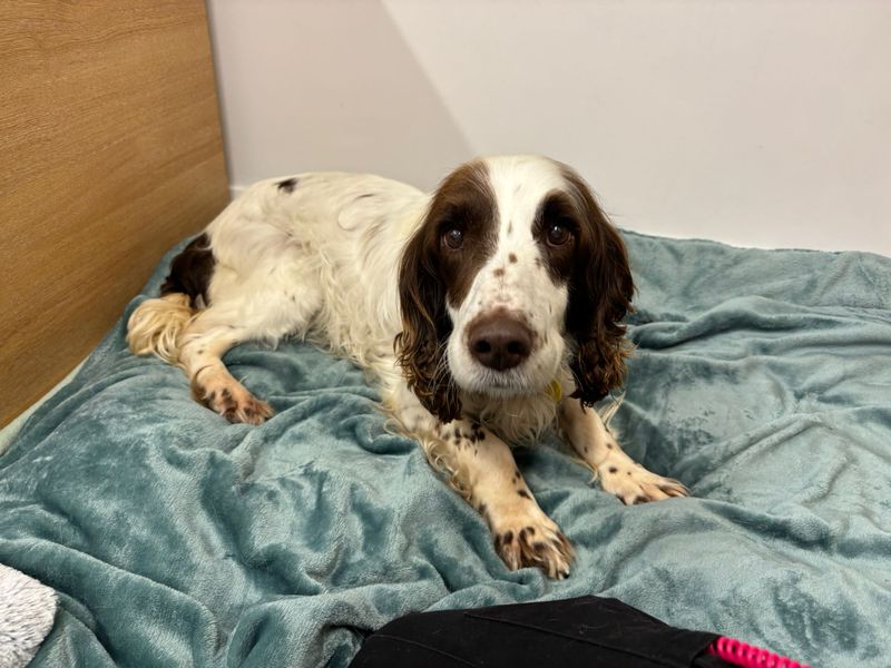 undefined | Spaniel (English Springer) | undefined - 6