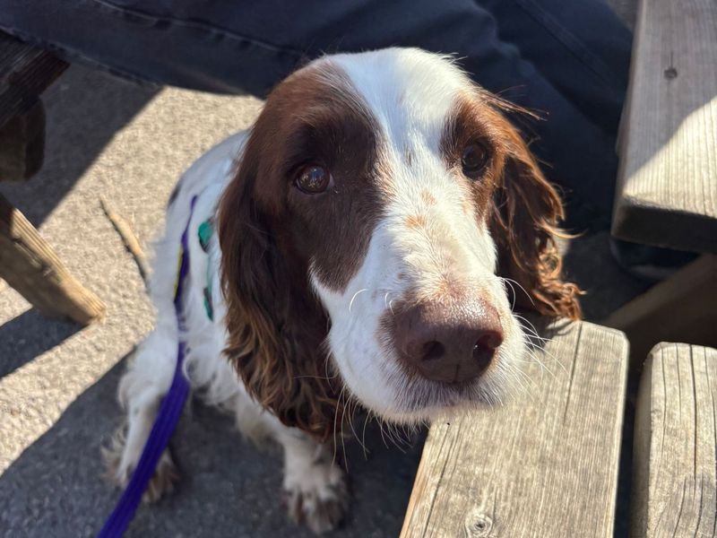 undefined | Spaniel (English Springer) | undefined - 5