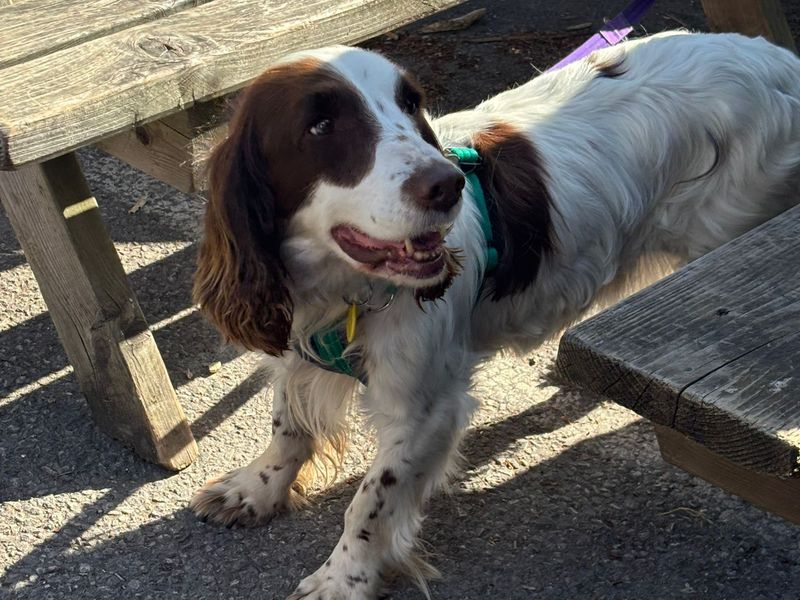 undefined | Spaniel (English Springer) | undefined - 2