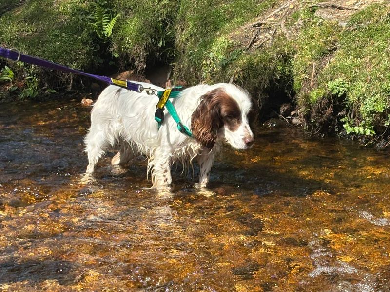 undefined | Spaniel (English Springer) | undefined - 3
