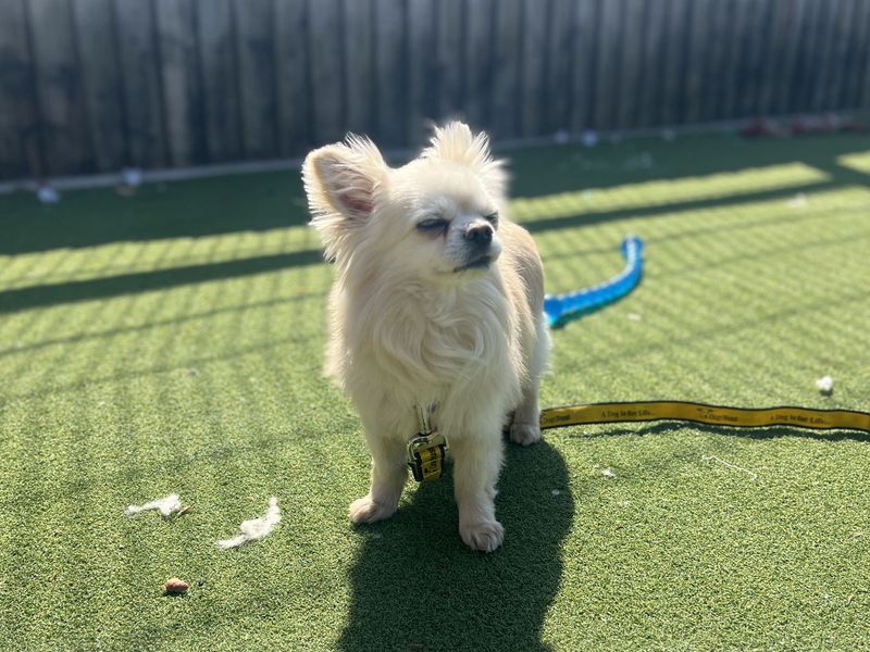 undefined | Chihuahua (Long Coat) | undefined - 3